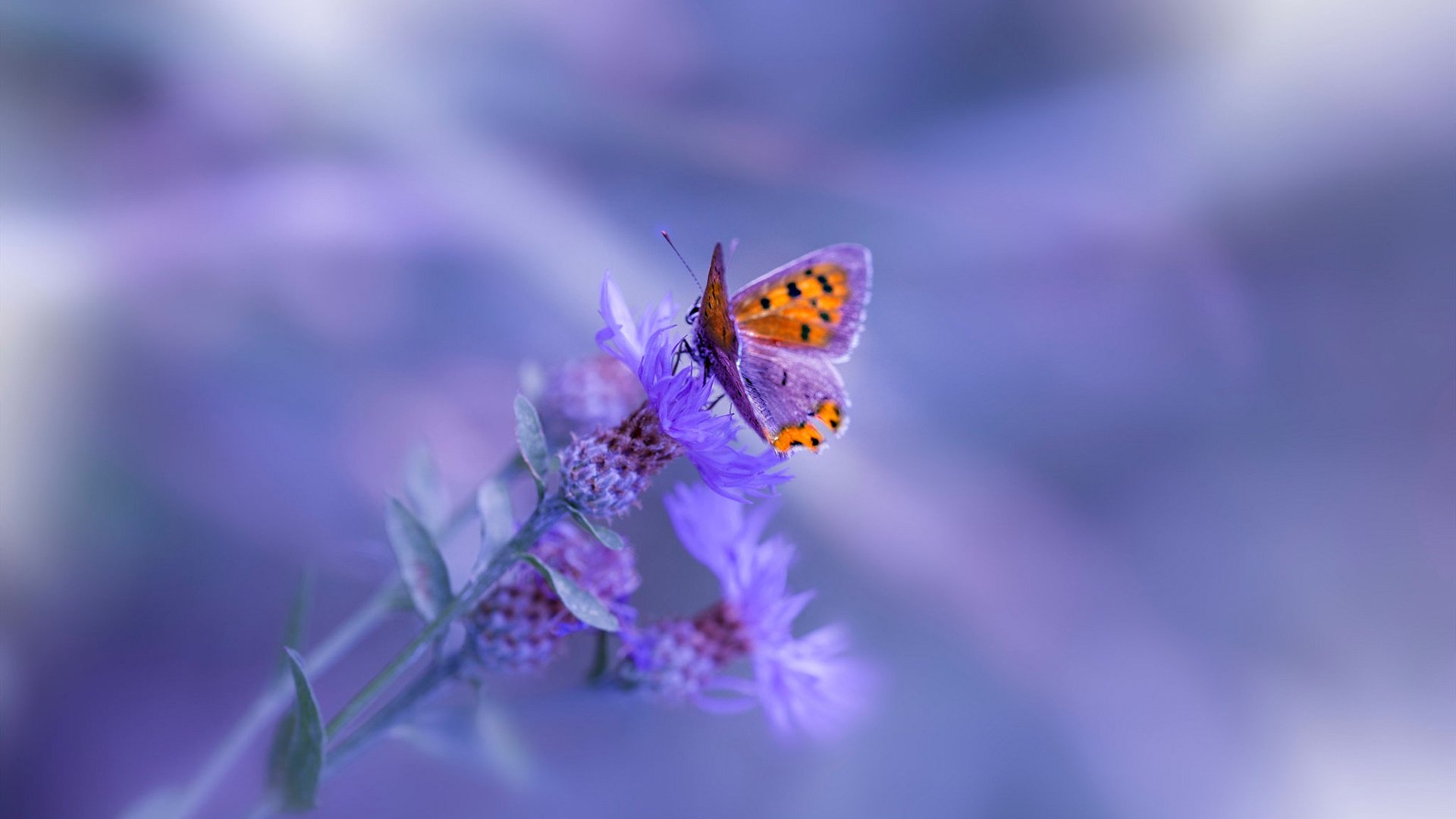 开云全站下载-蛙泳滑行阶段技术提升分析，蛙泳滑行阶段技术提升分析报告